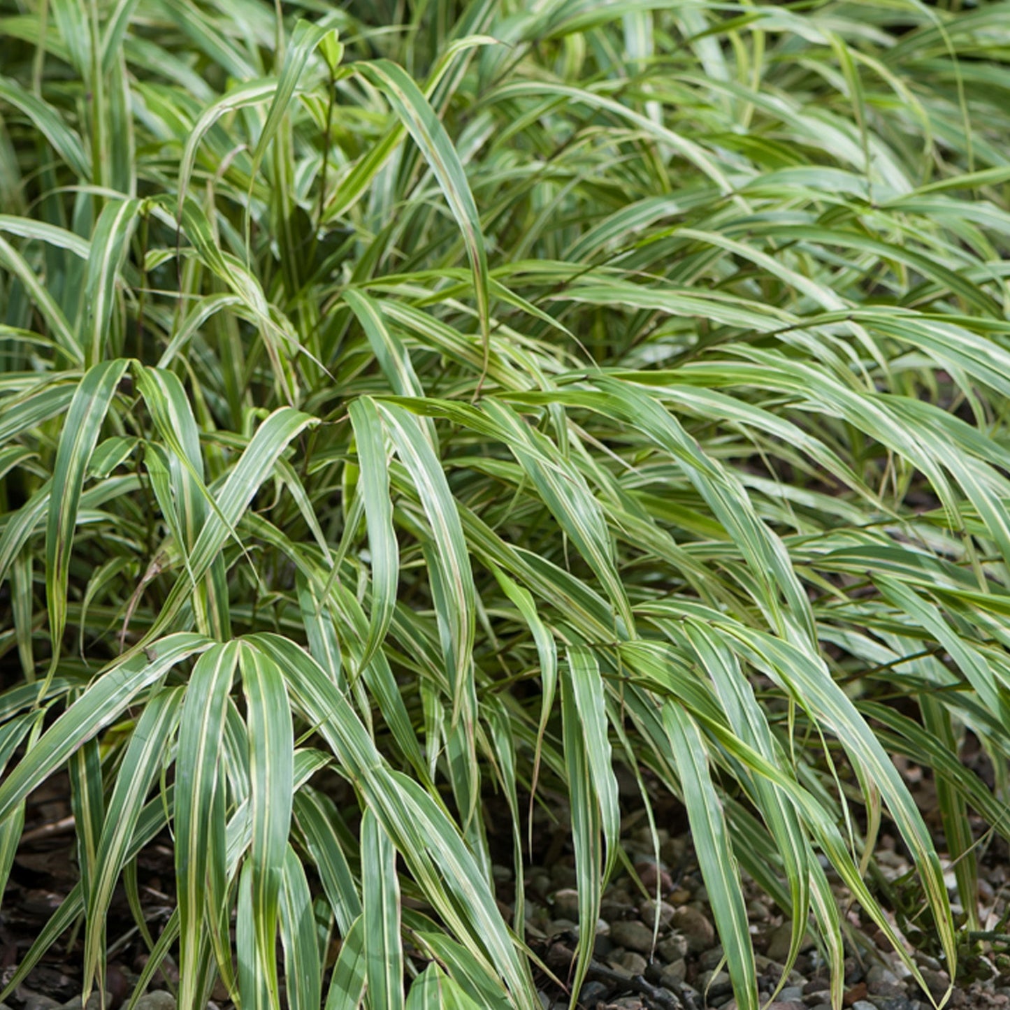 Hakonechloa 'Albostriata'