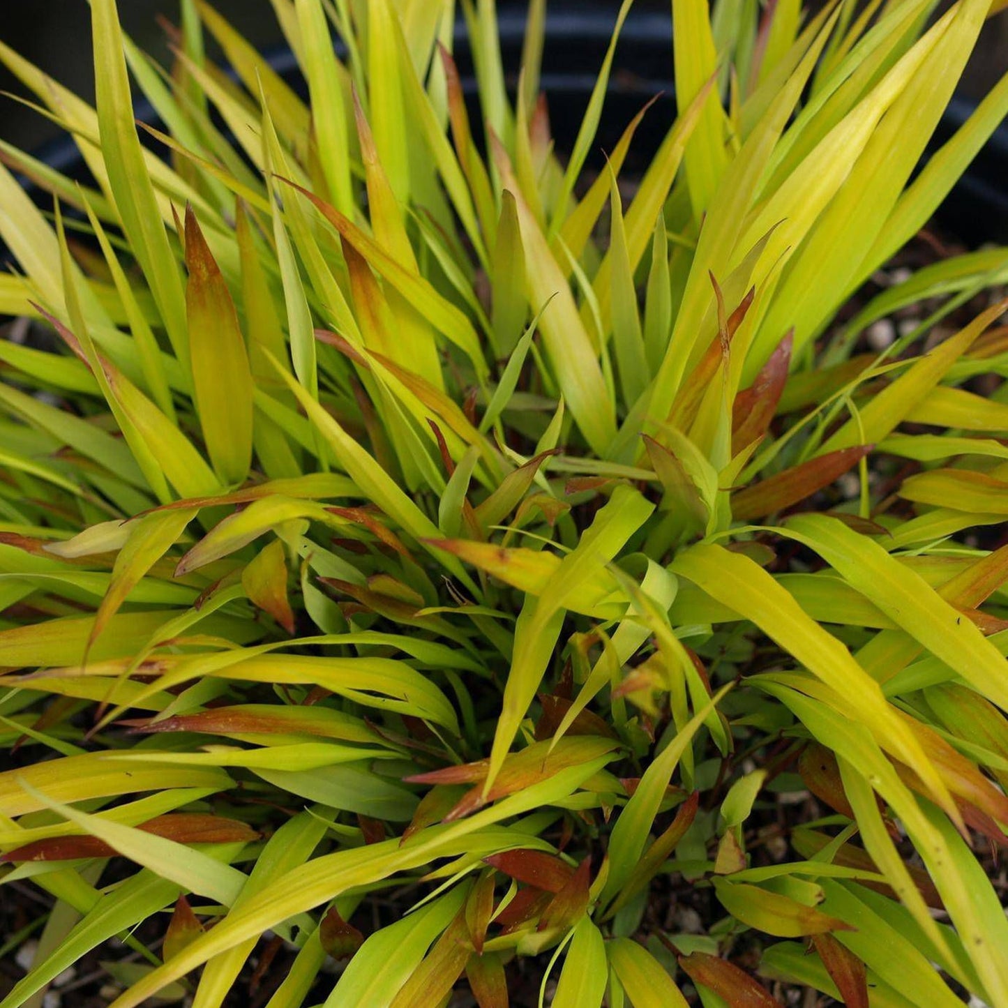 Hakonechloa 'Sunflare'