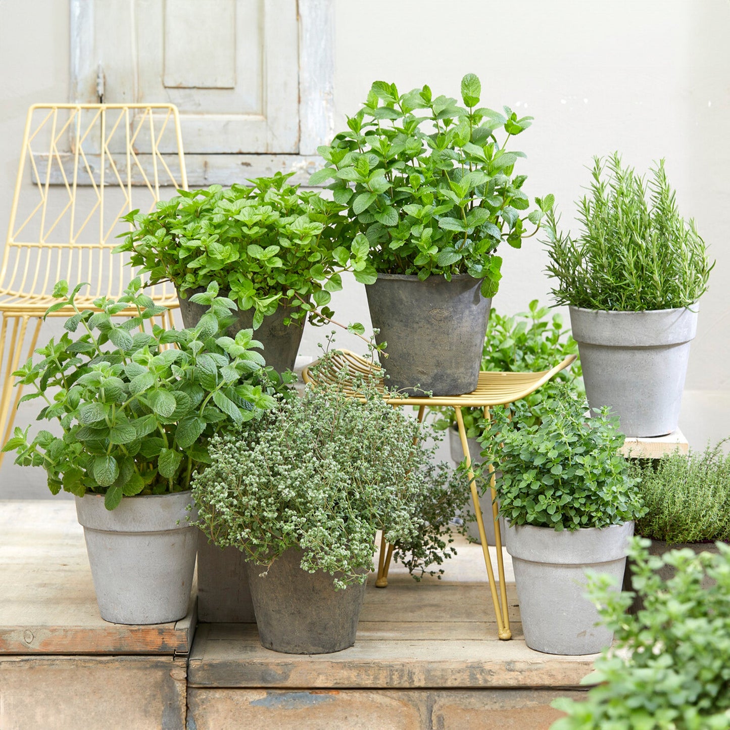 Herb Mix - 14cm