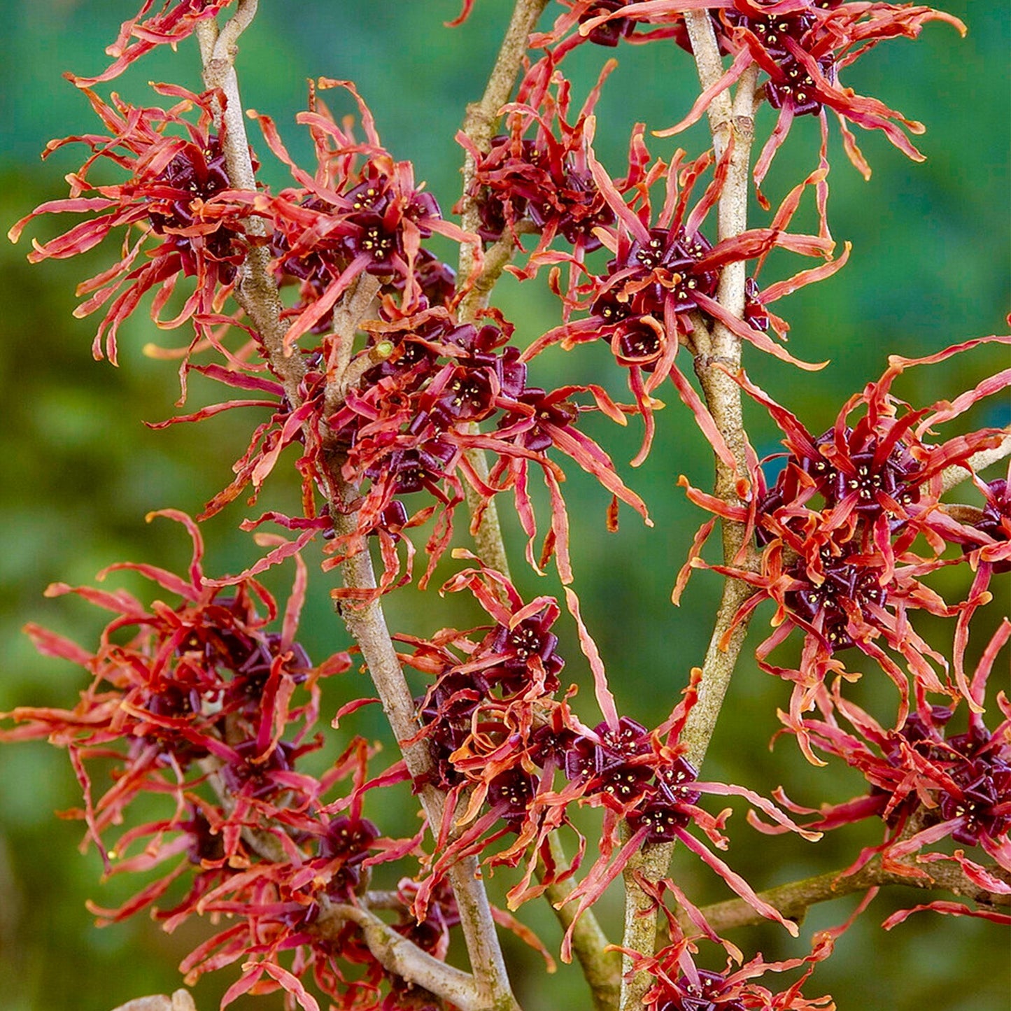 Hamamelis 'Feuerzauber'