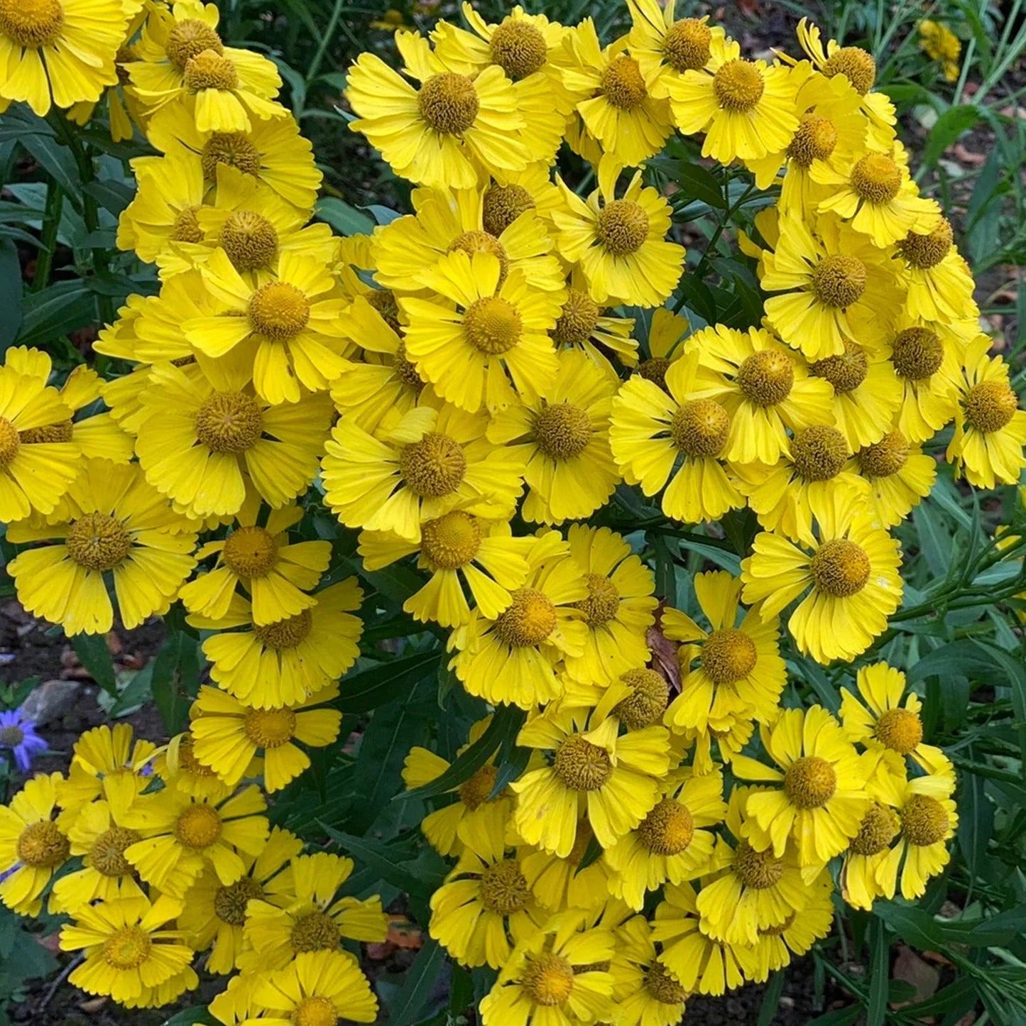 Helenium 'Gold'