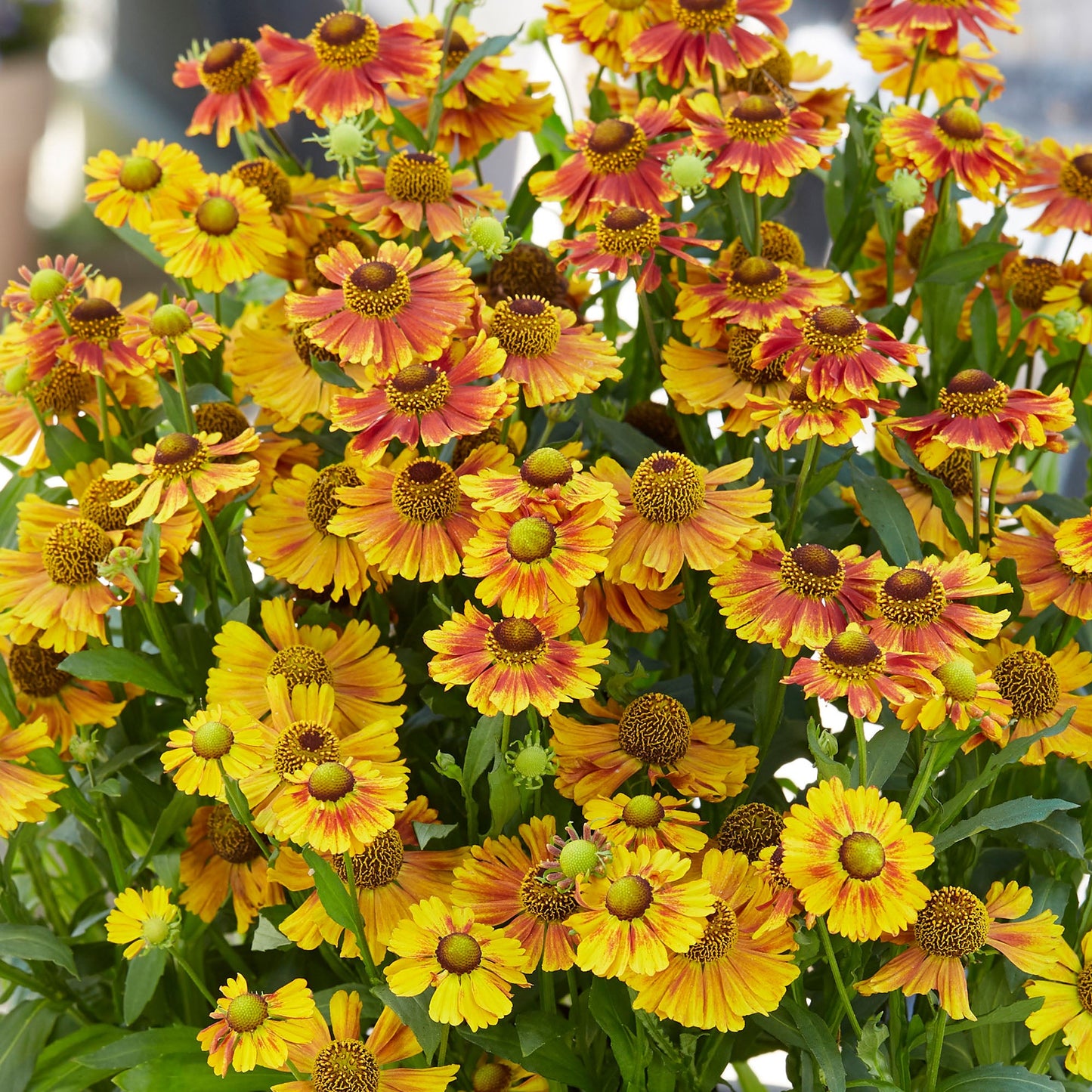 Helenium 'Peach Sundae'