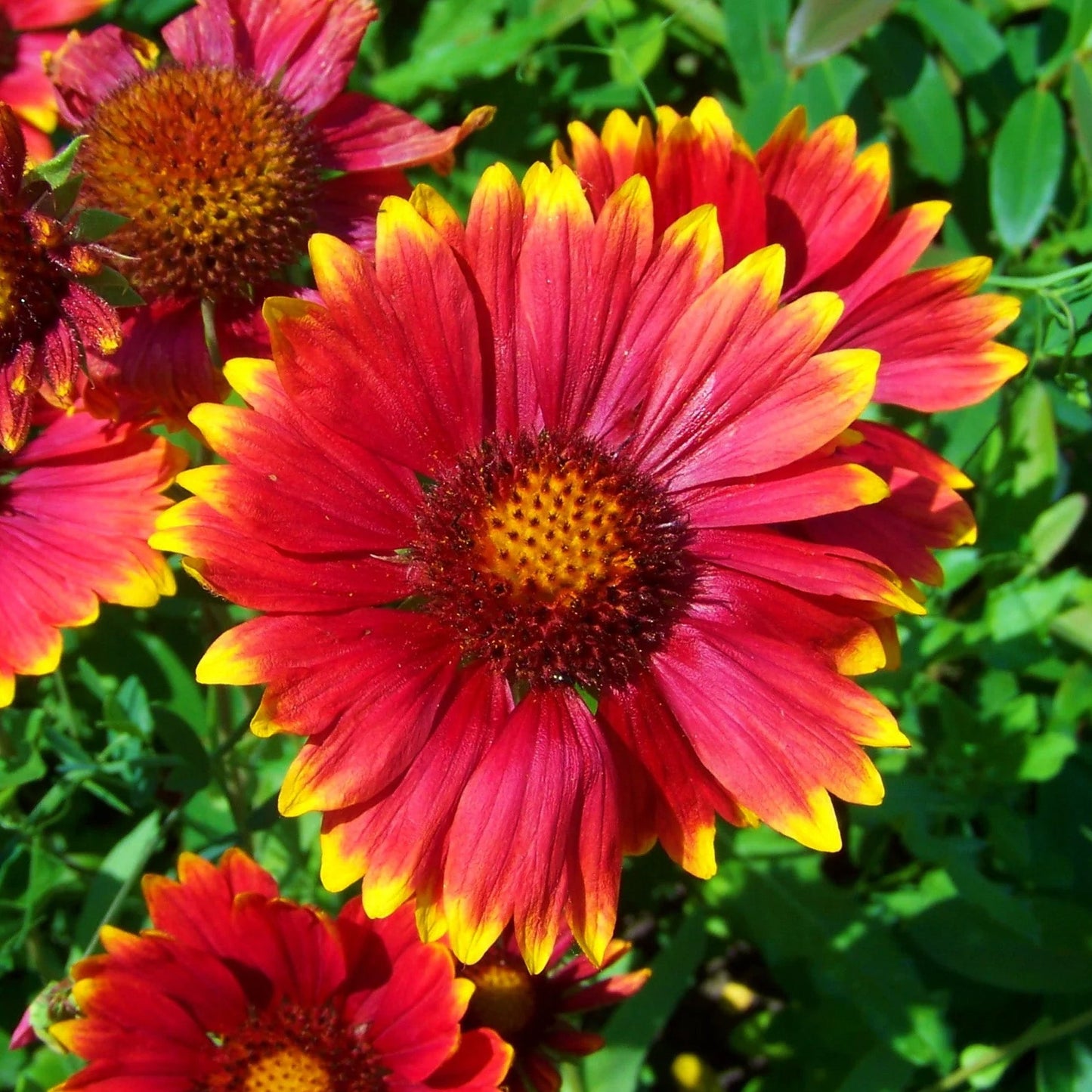 Helenium 'Red Shades'