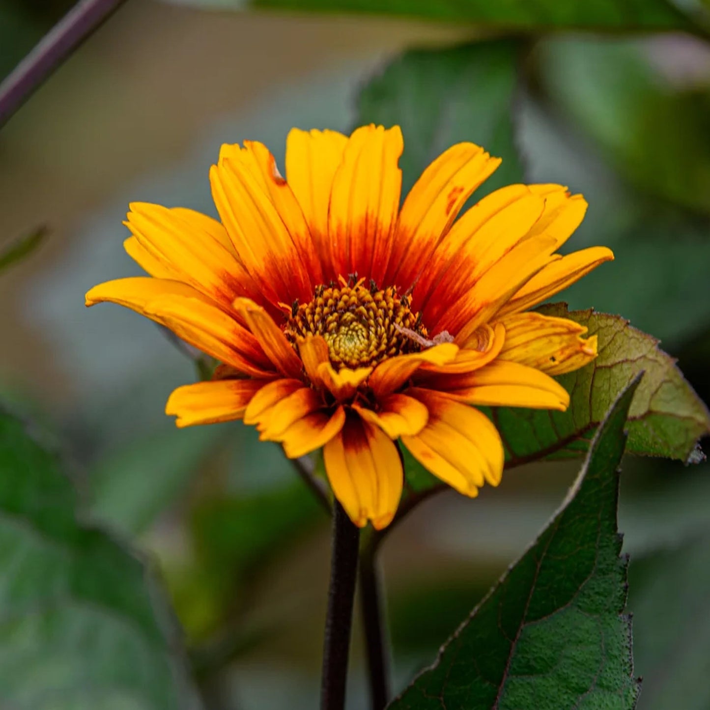Heliopsis 'Luna Roja'