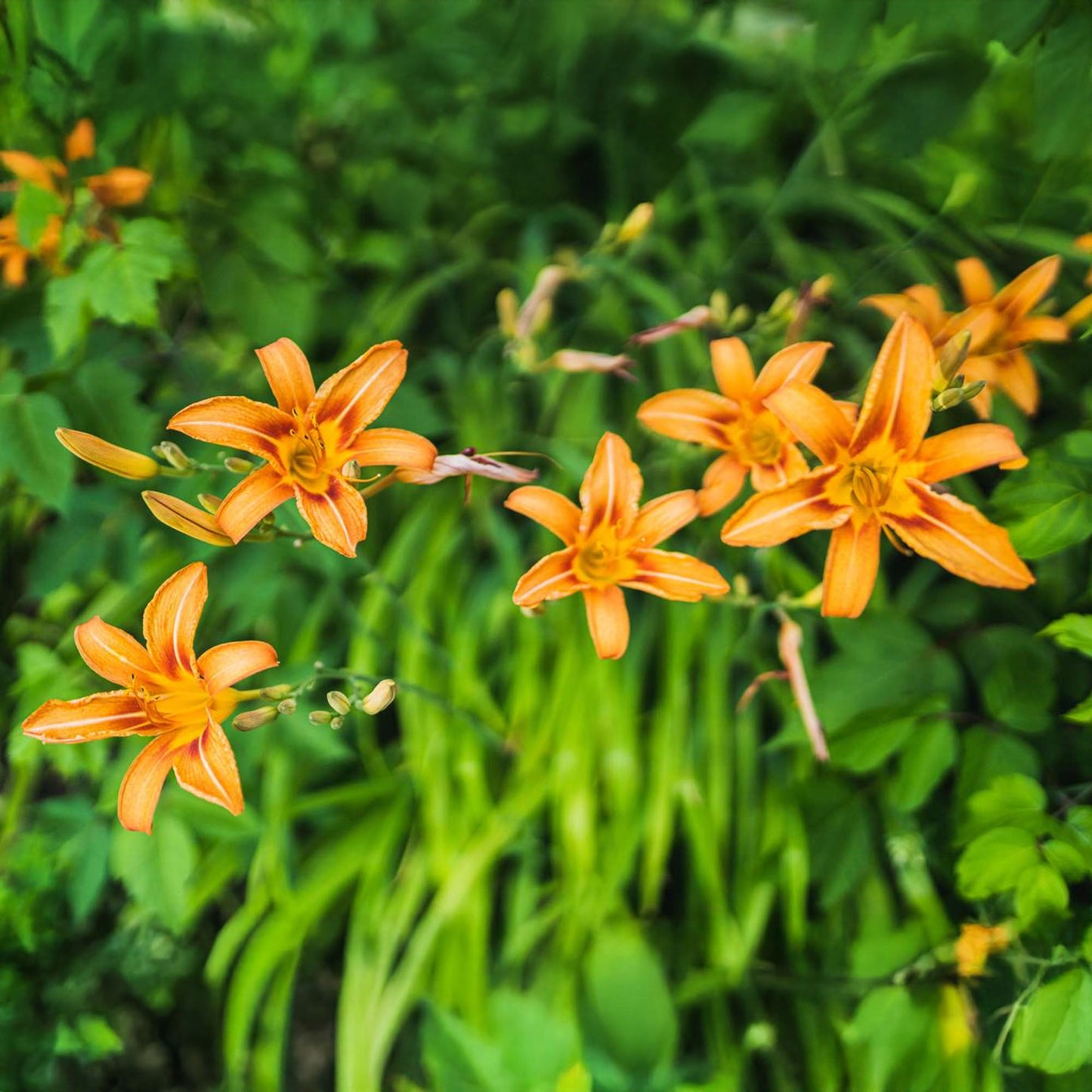 Hemerocallis 'Orange'