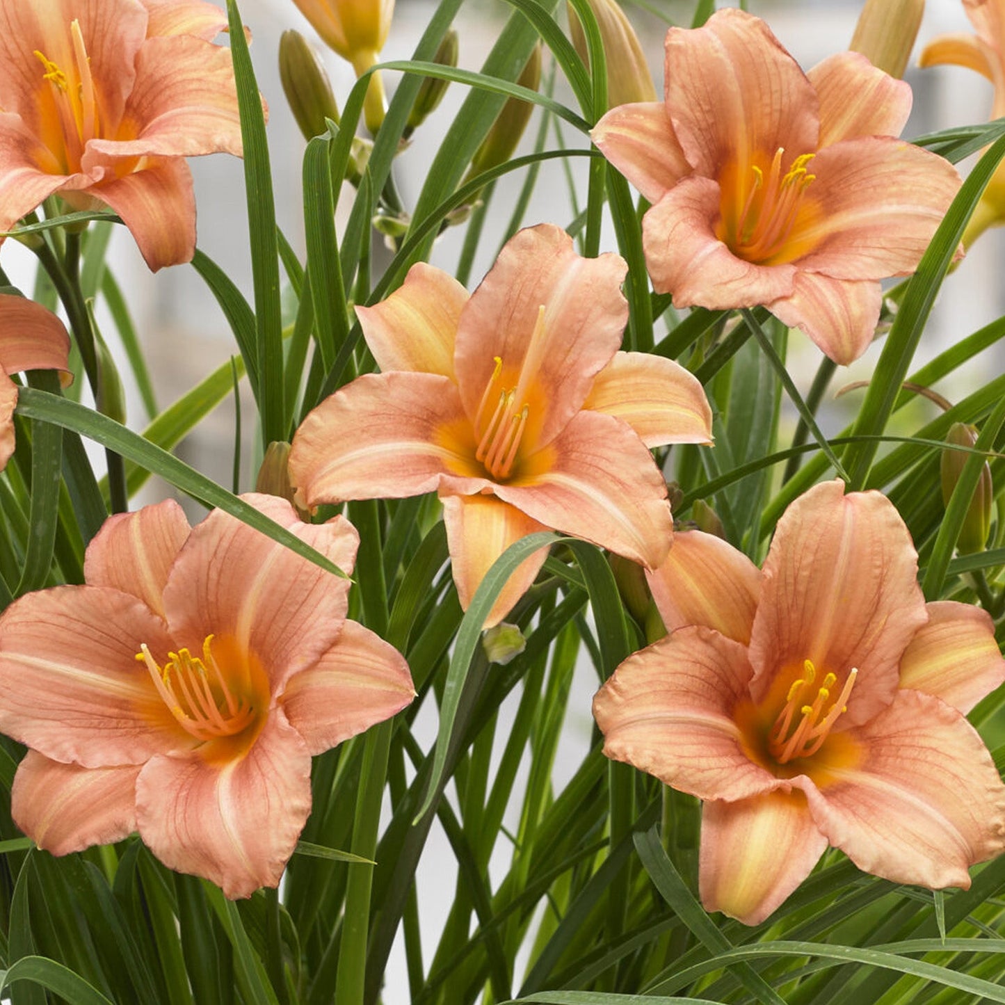 Hemerocallis 'Pink Wing'