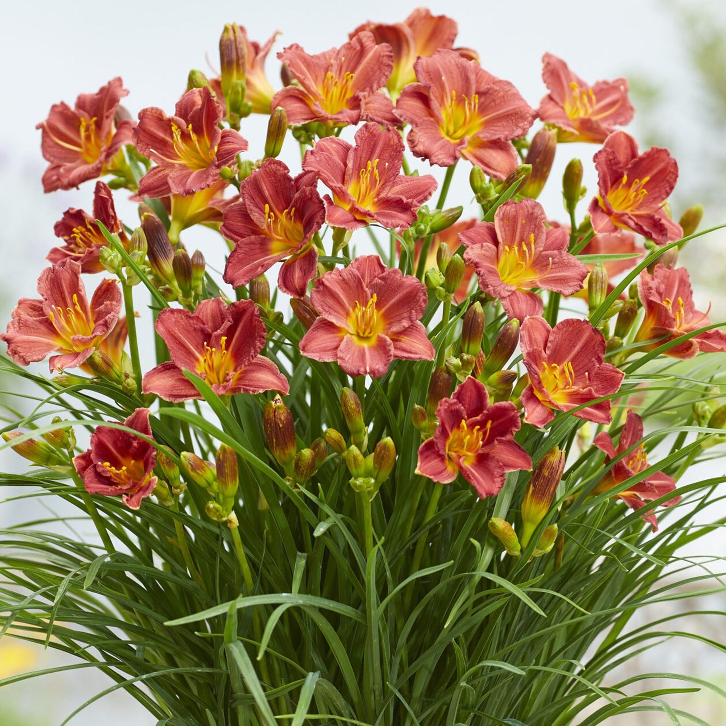 Hemerocallis 'Red'