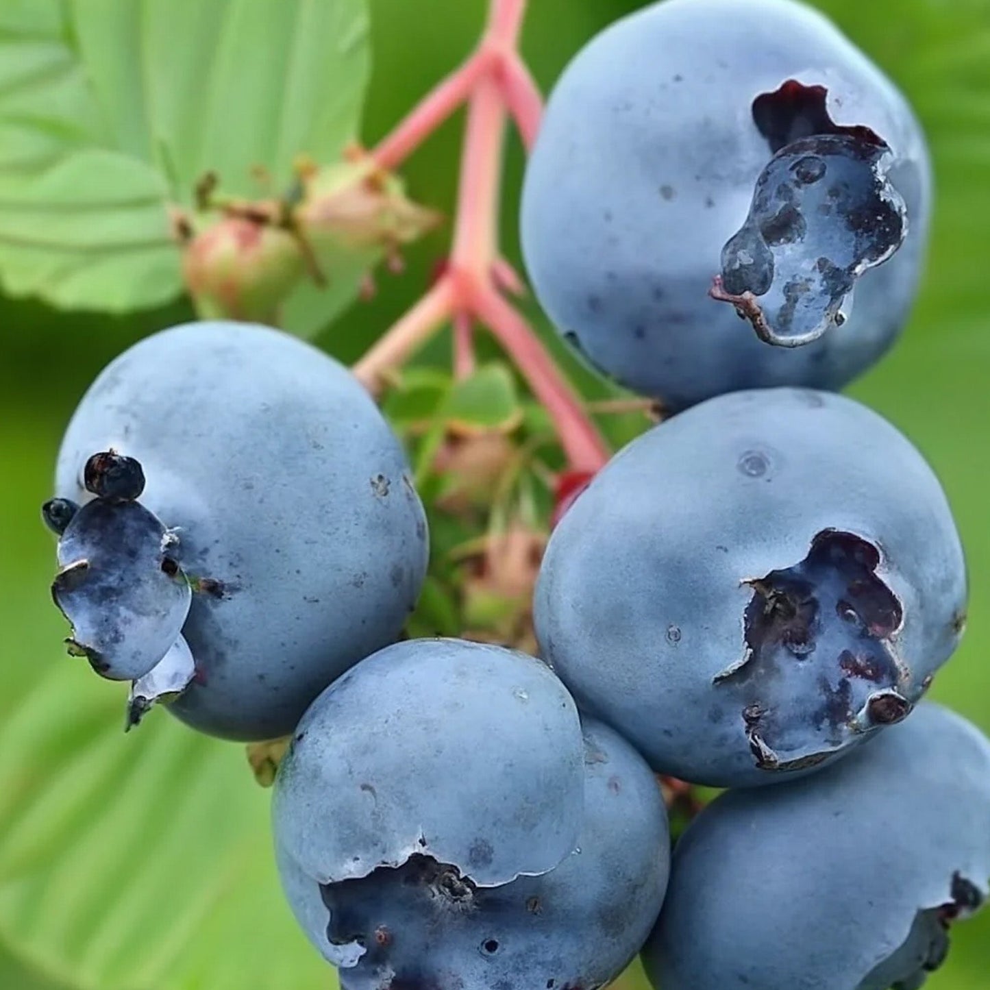 Blueberry 'Chandler'