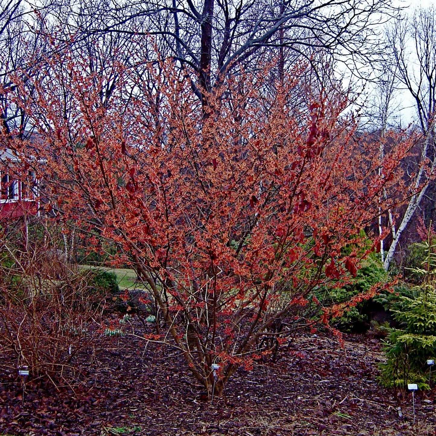 Hamamelis 'Diane'