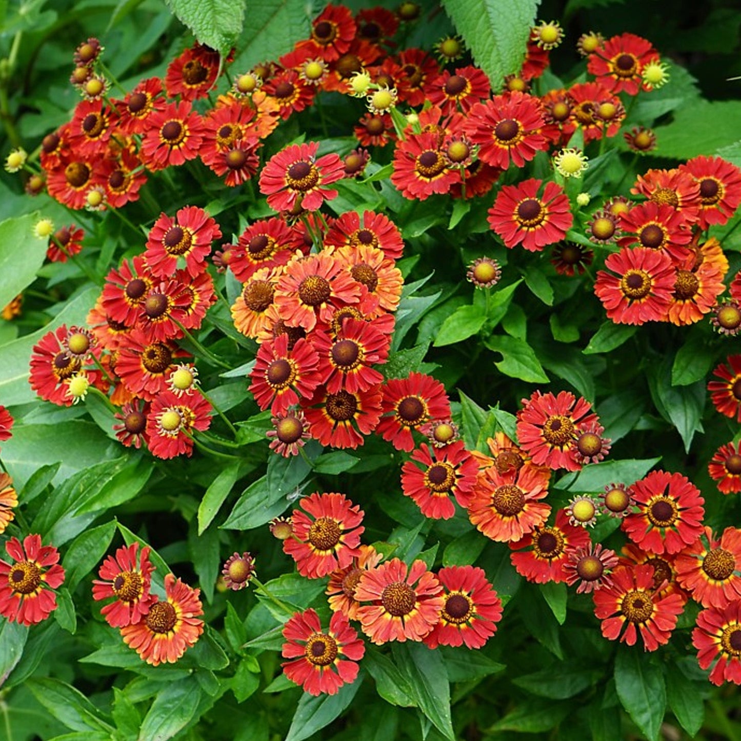 Helenium 'Mariachi Salsa'