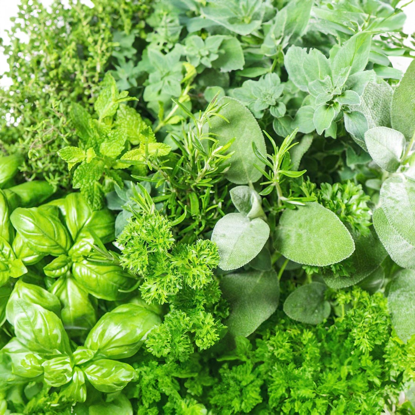 Herb Mix - 14cm
