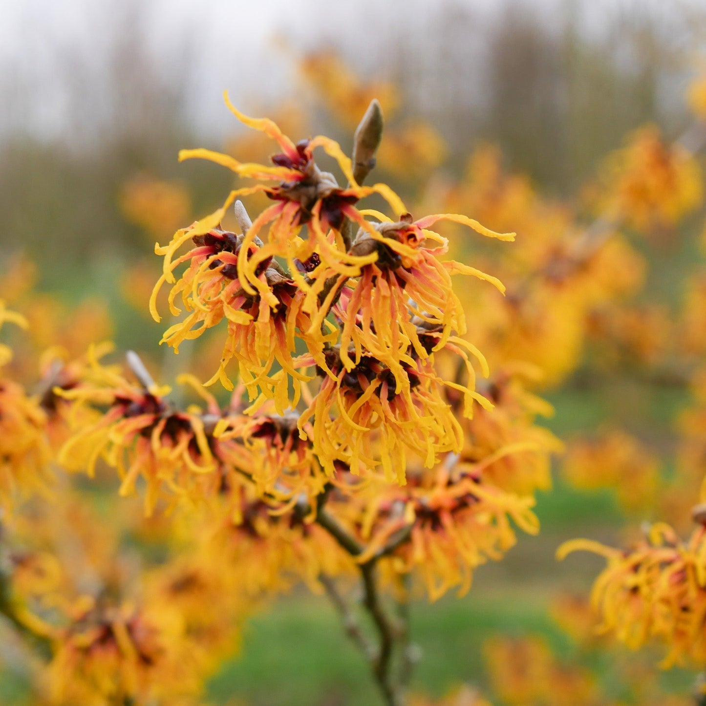 Hamamelis 'Orange Beauty'