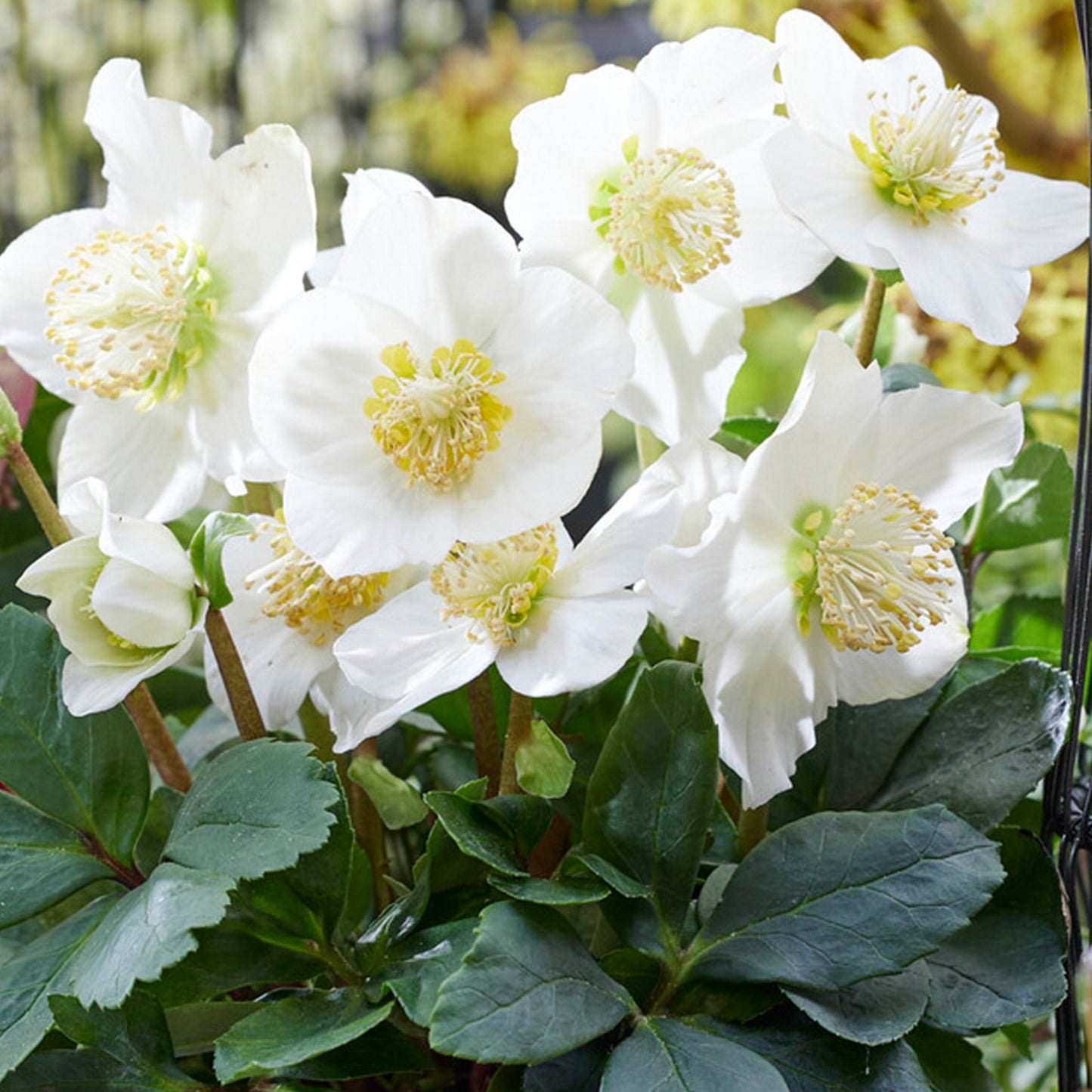 Helleborus 'Christmas Carol'