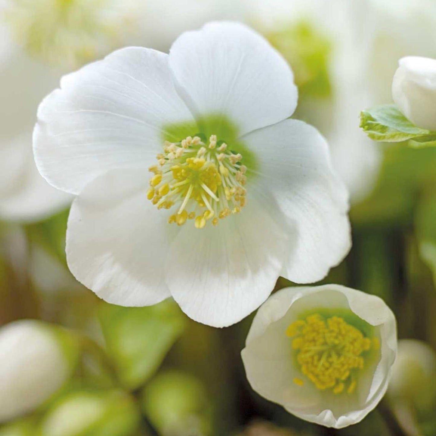 Helleborus niger