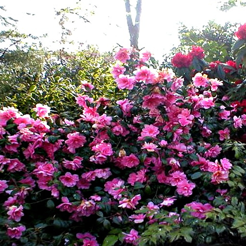 Camellia 'Donation'