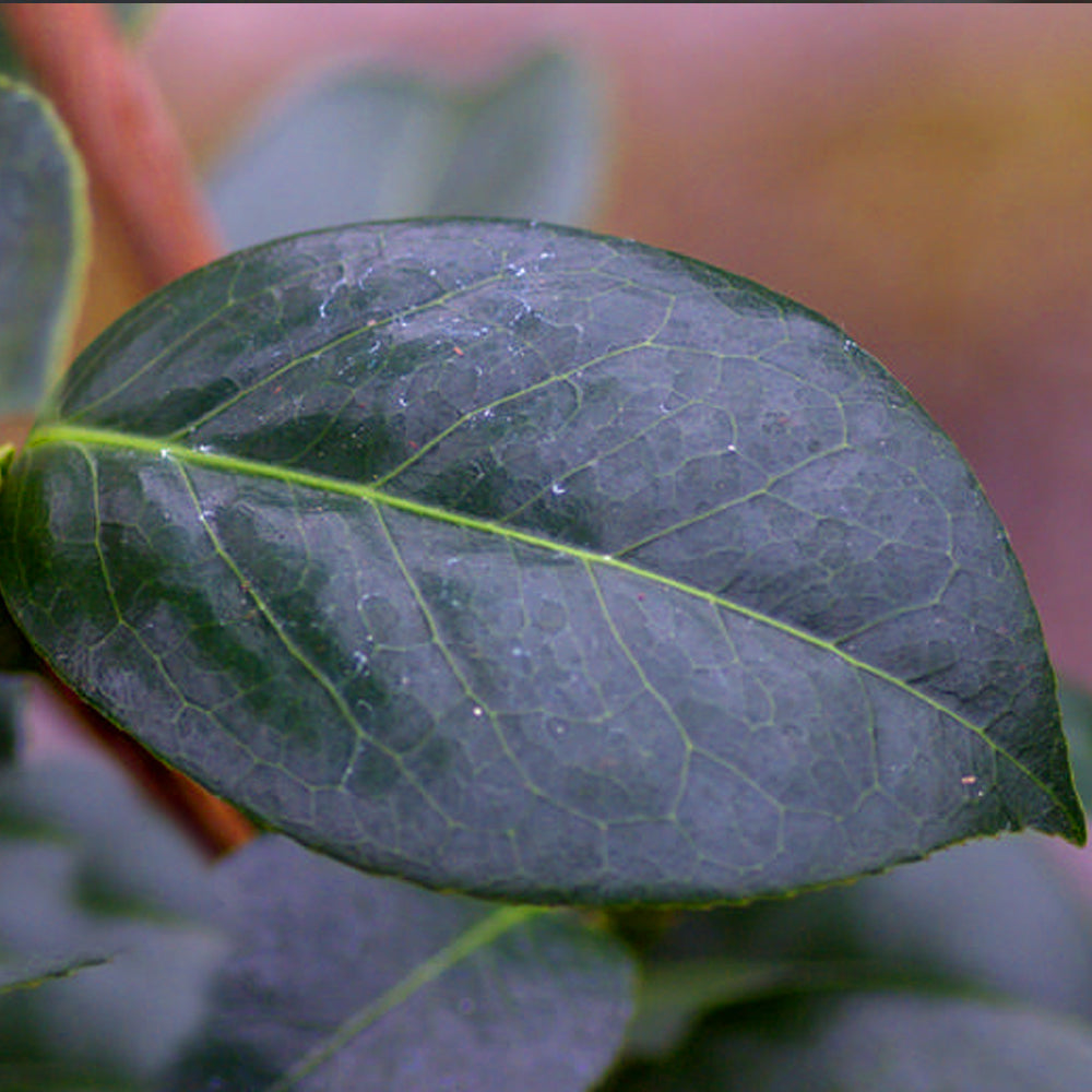 Camellia 'Onetia Holland'