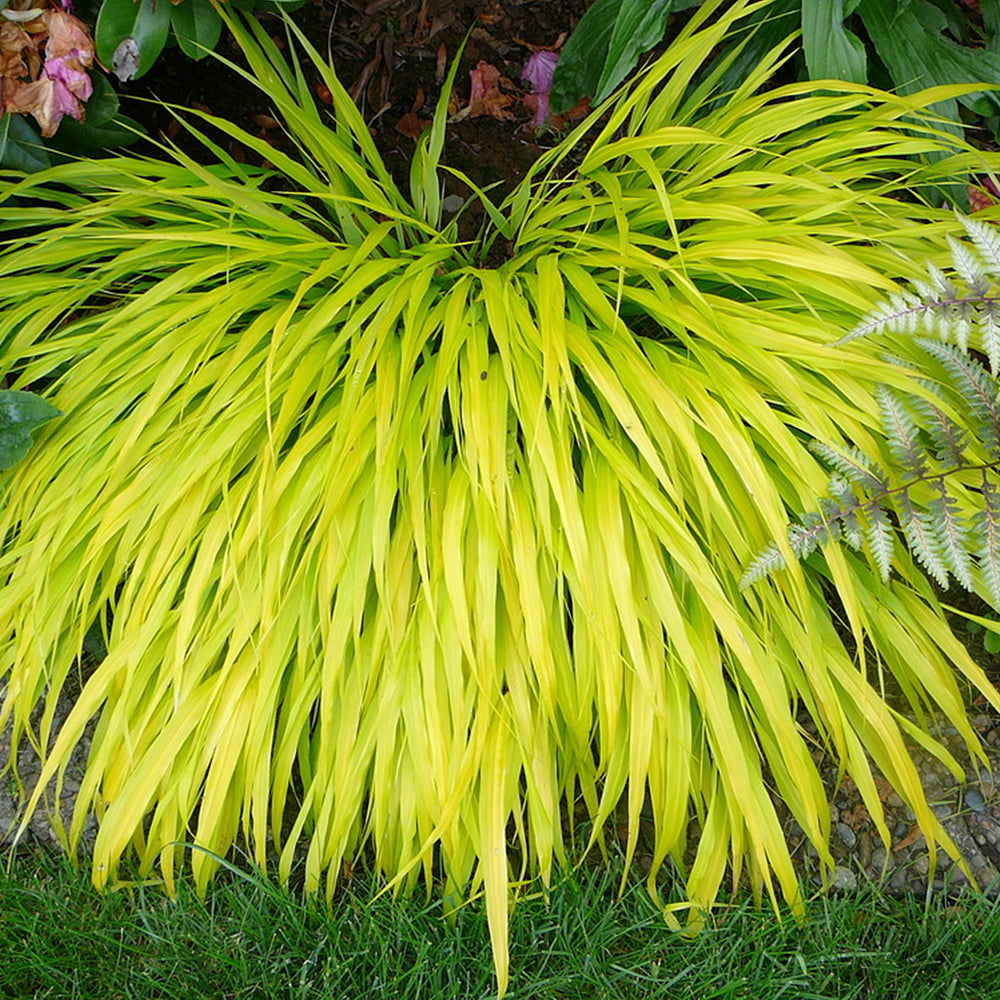 Hakonechloa 'All Gold'