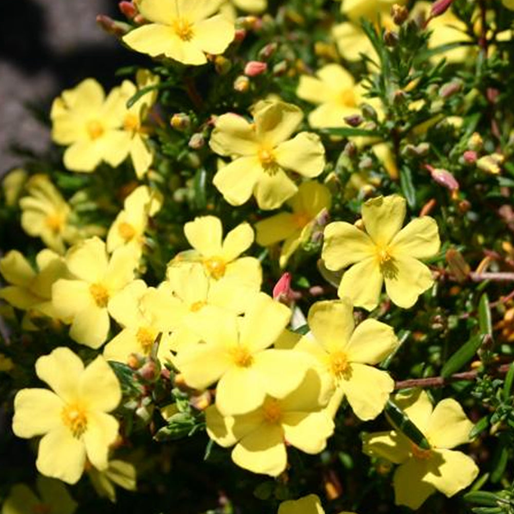 Halimium libanotis