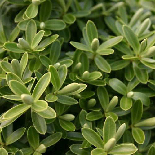 Hebe 'Green Mound'
