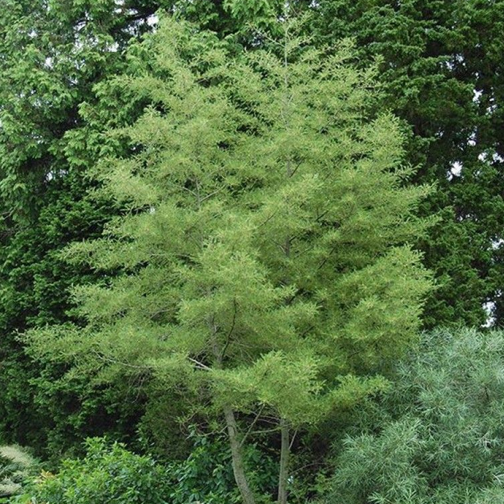 Alnus 'Imperialis'