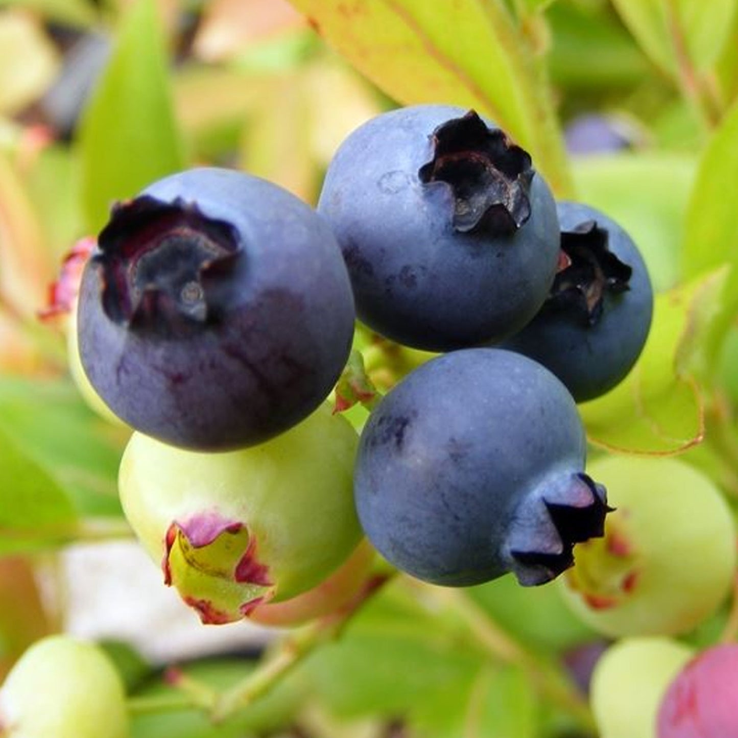 Blueberry 'Goldtraube'