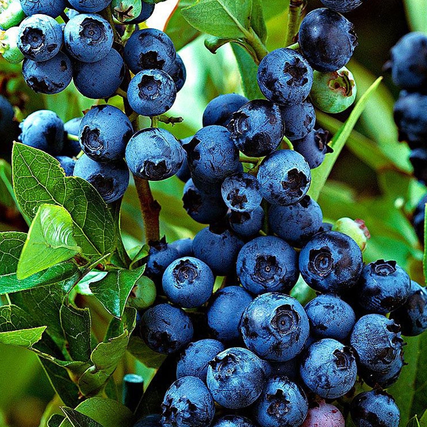 Blueberry 'Jersey'