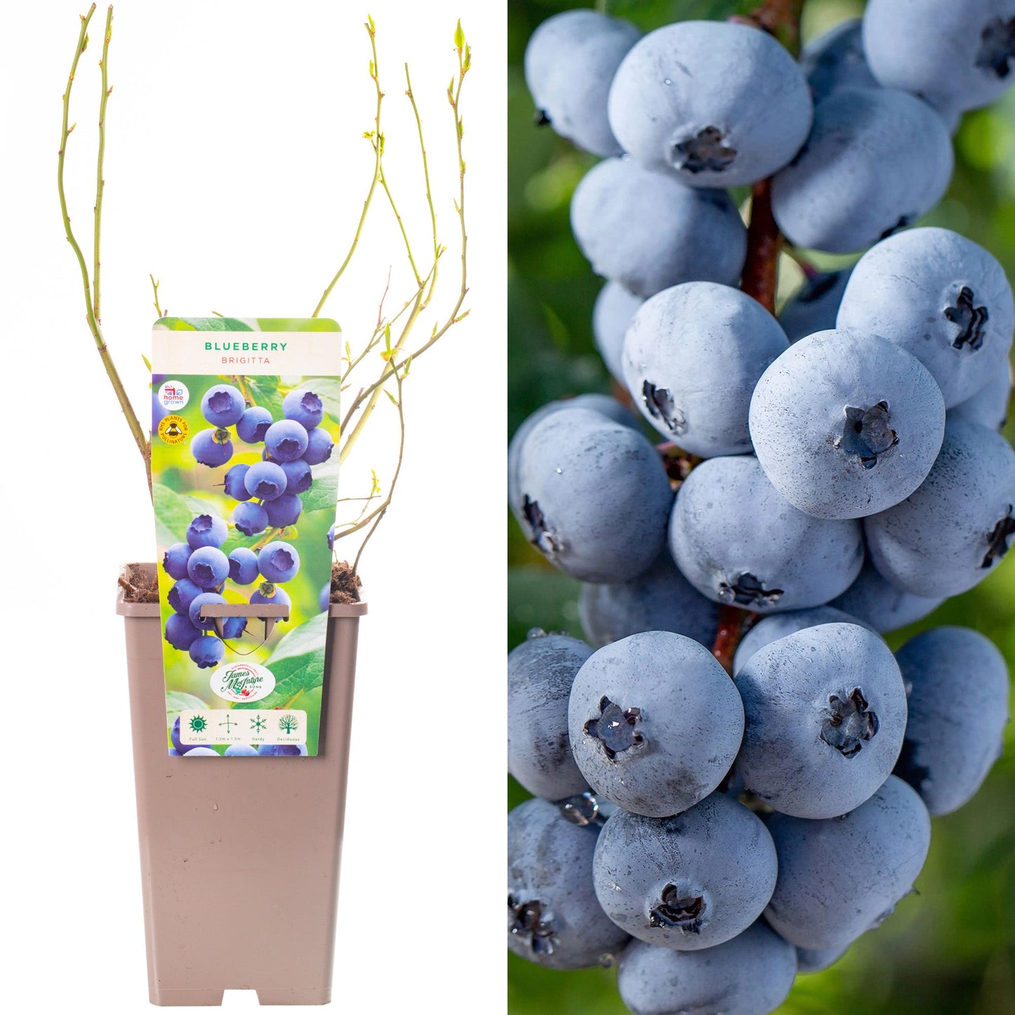 Blueberry 'Brigitta'