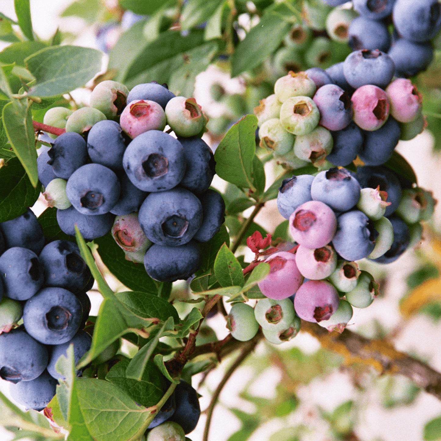 Blueberry 'Darrow'