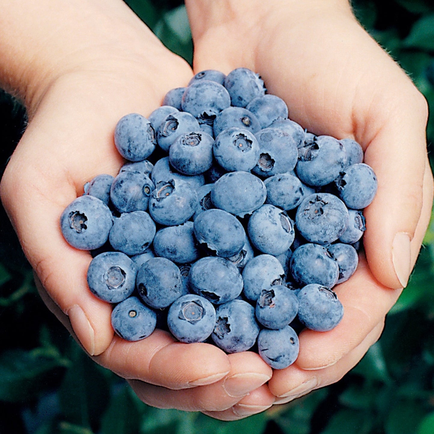 Blueberry 'Elliott'