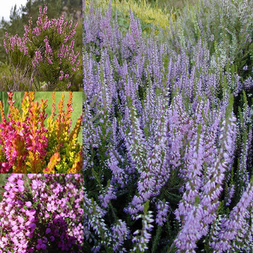 Heather Mix