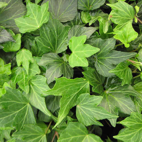 Hedera 'Green'