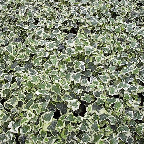 Hedera 'White-Edged'
