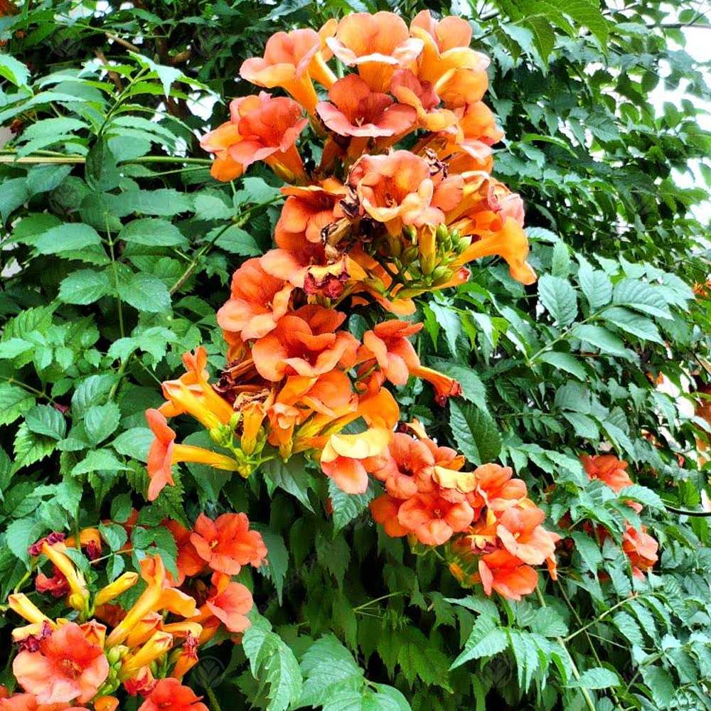 Campsis radicans