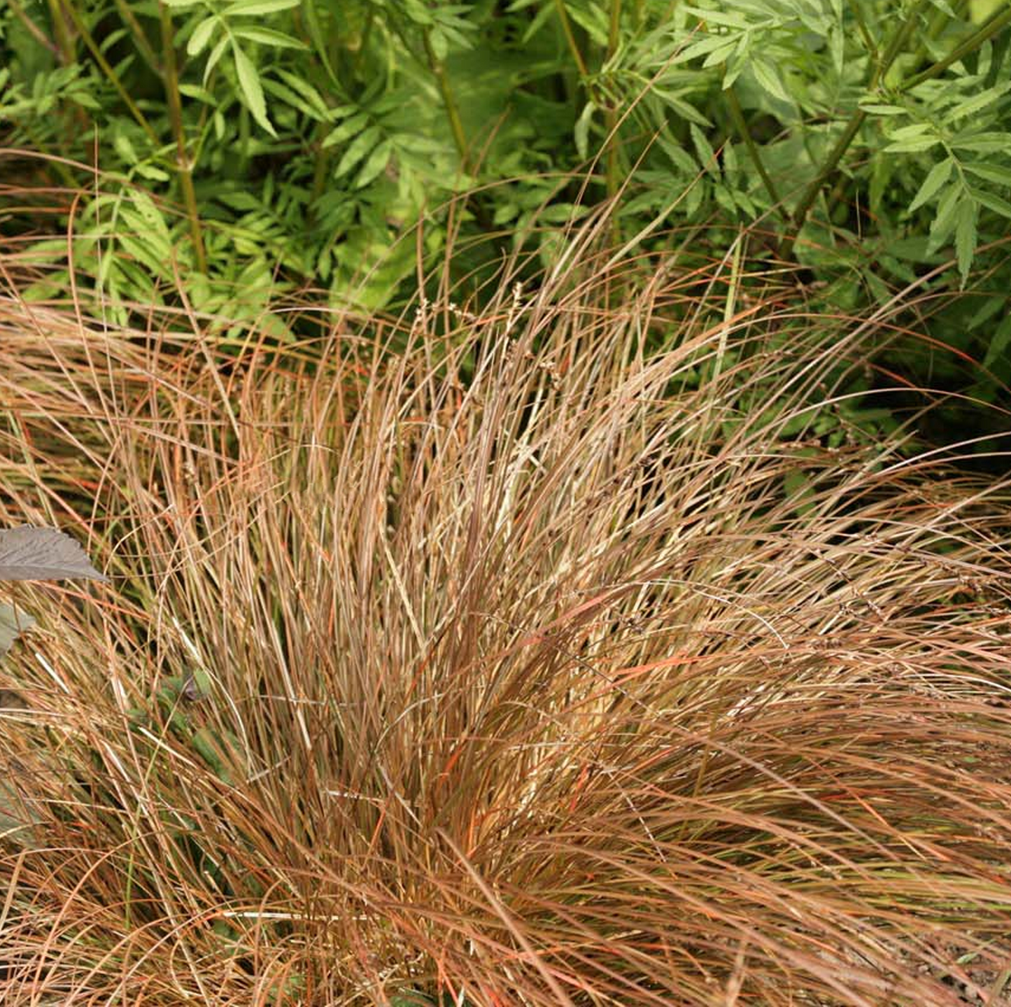 Carex 'Prairie Fire'