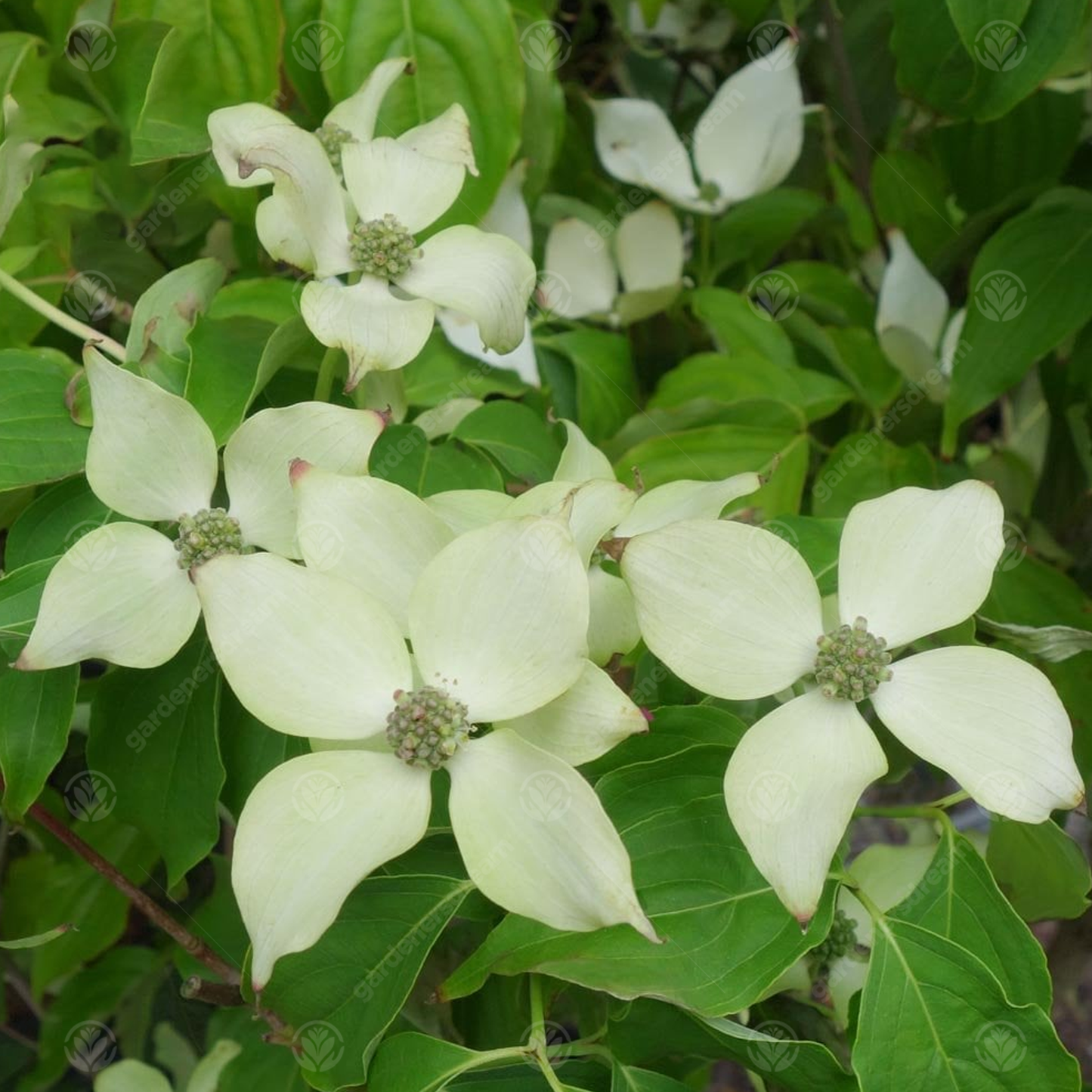 Cornus 'White Fountain'