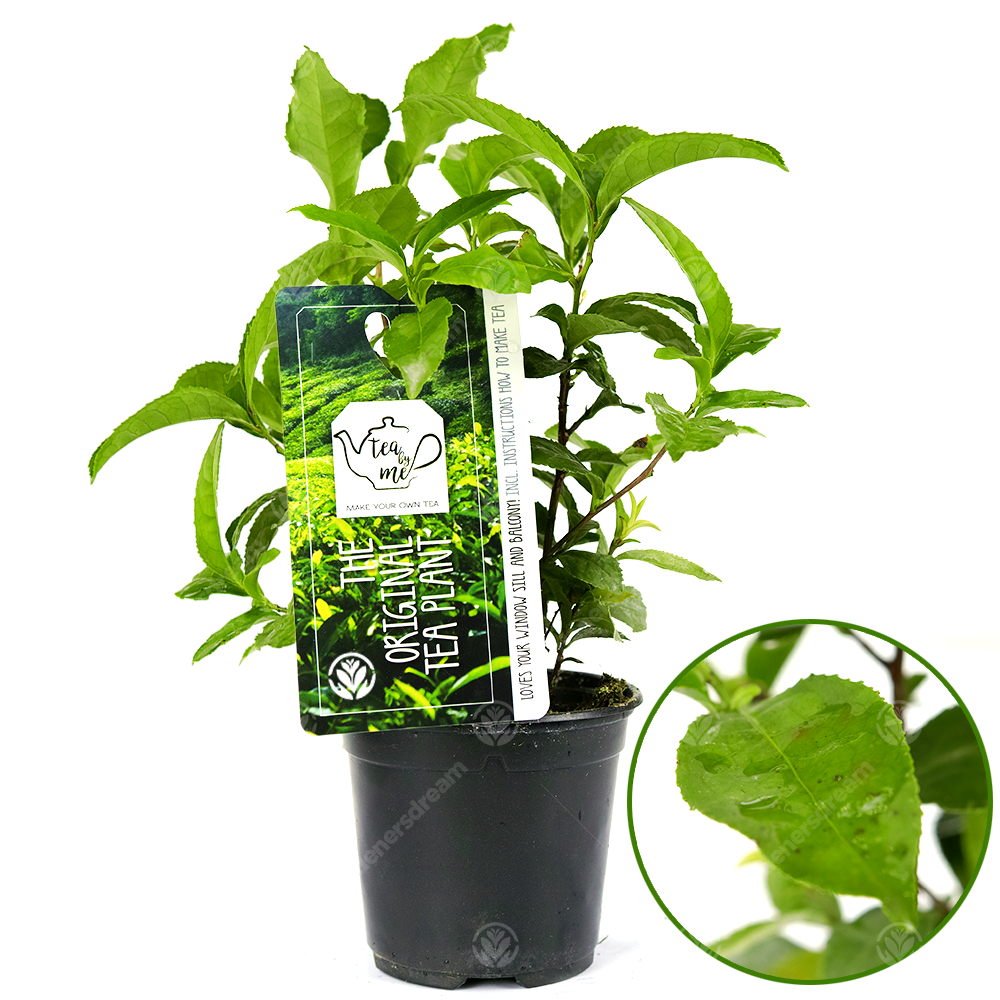 Camellia sinensis