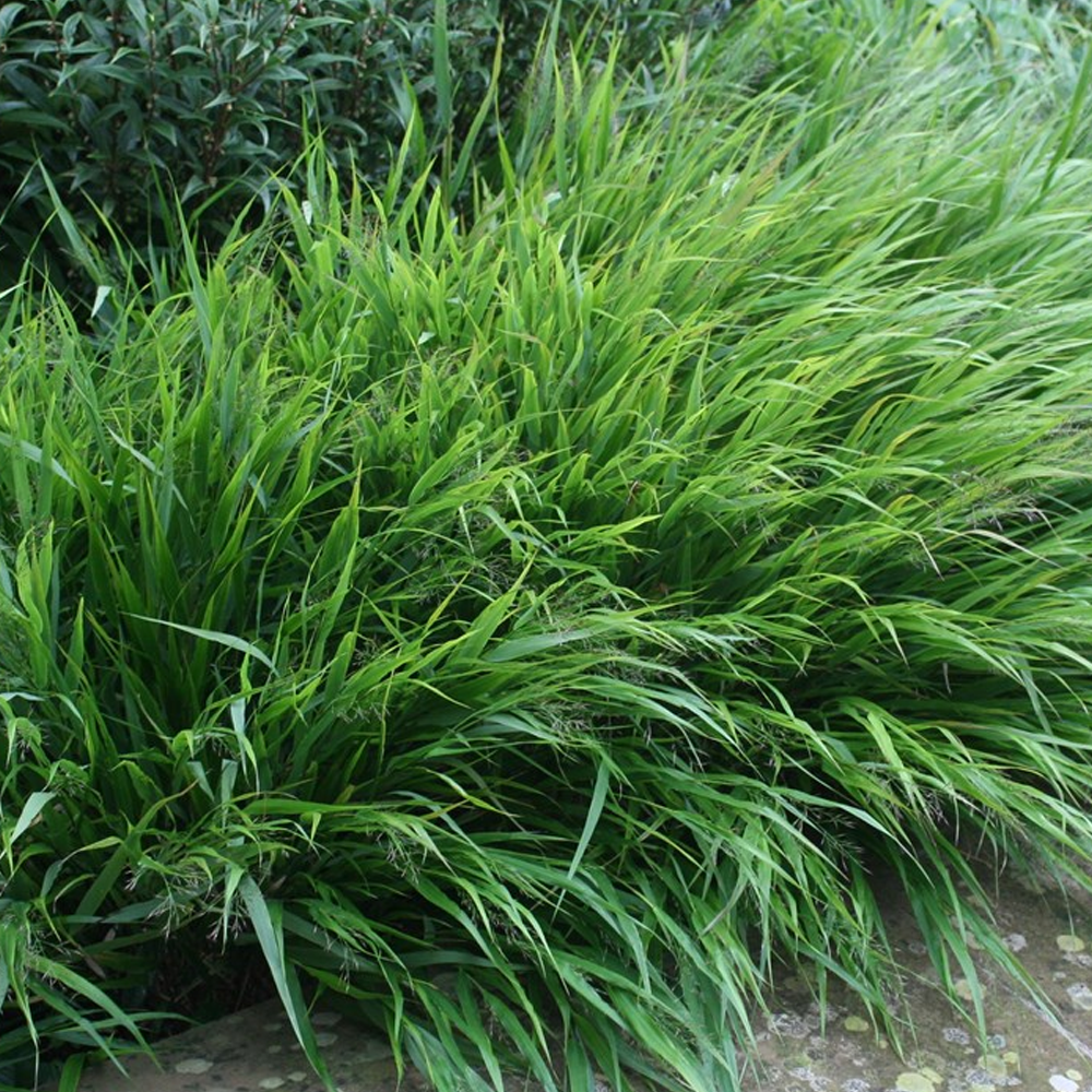 Hakonechloa 'Greenhills'