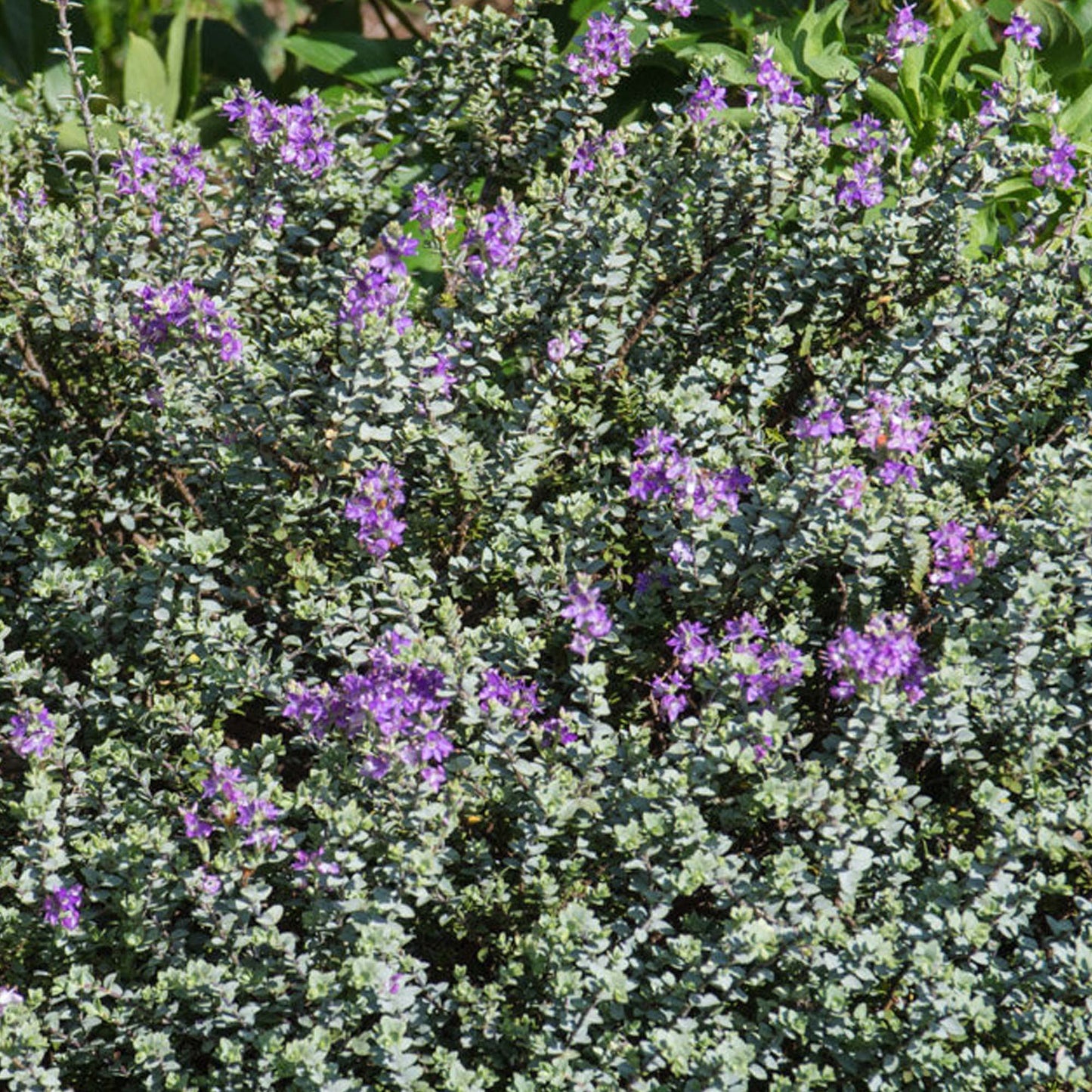 Hebe 'Quicksilver'