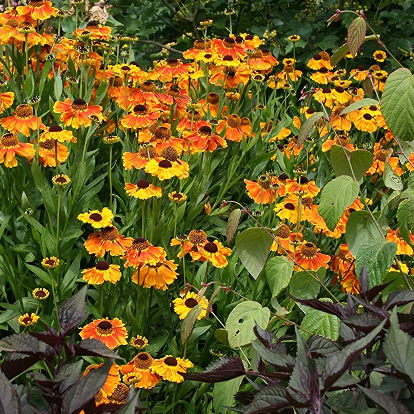 Helenium 'Sahin's Early Flowerer'