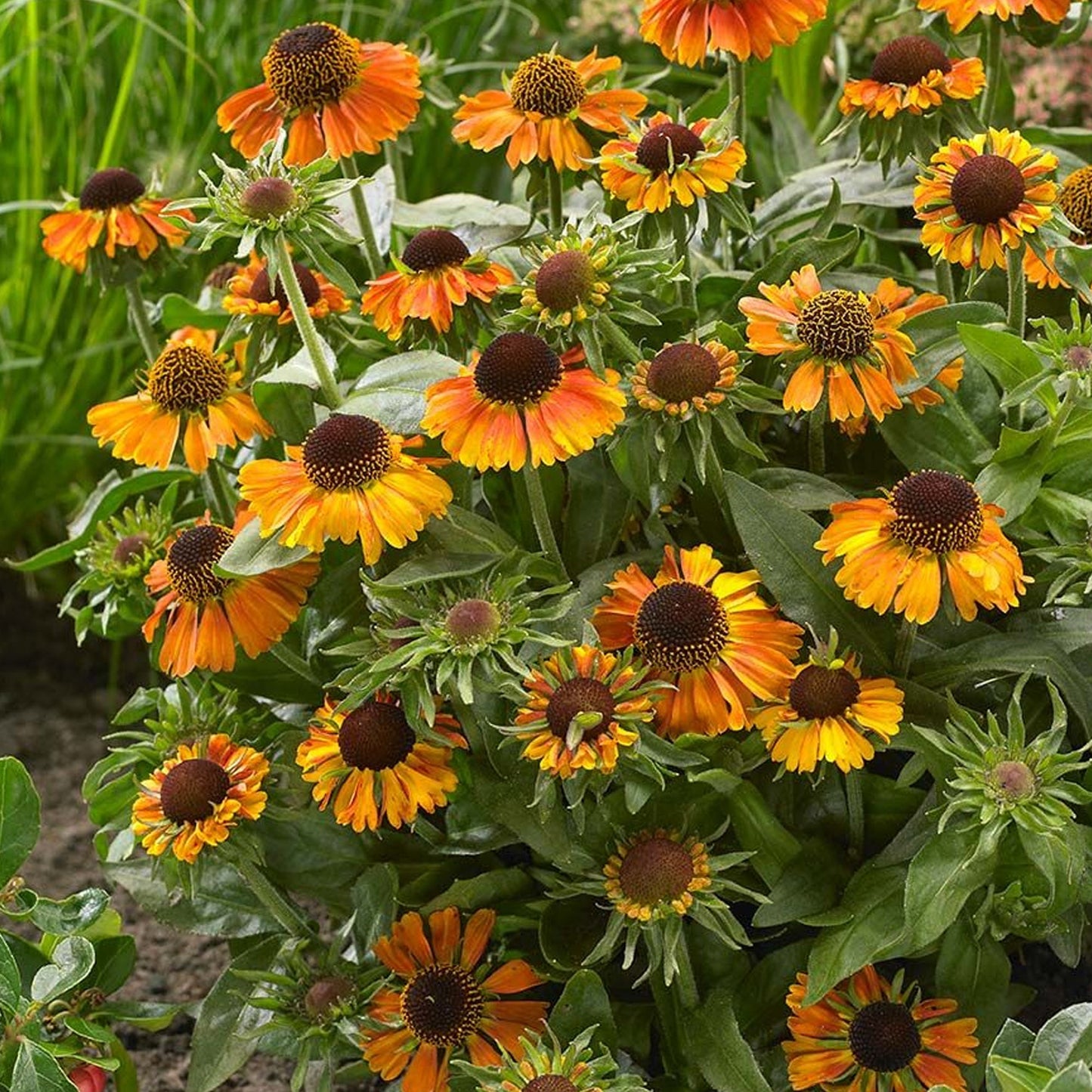 Helenium 'Short and Sassy'