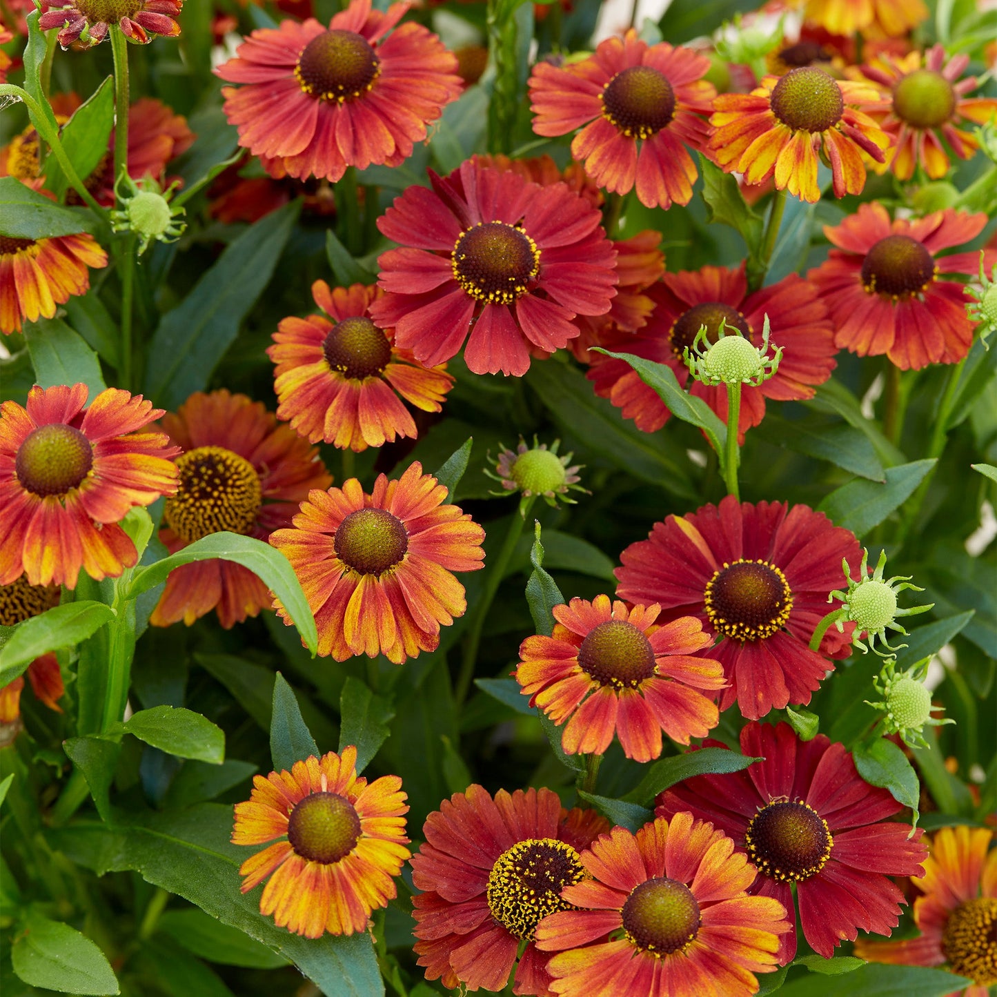 Helenium 'Strawberry Sundae'