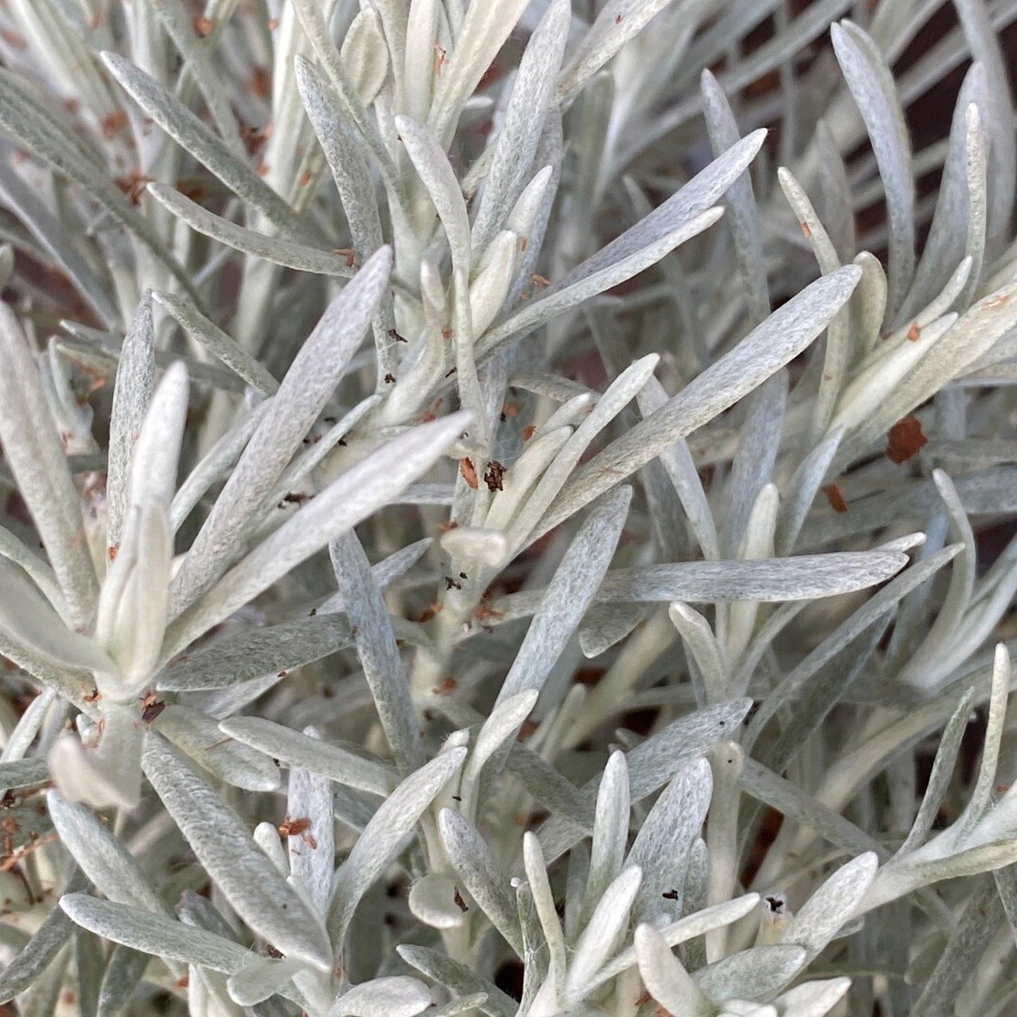 Helichrysum 'Korma'