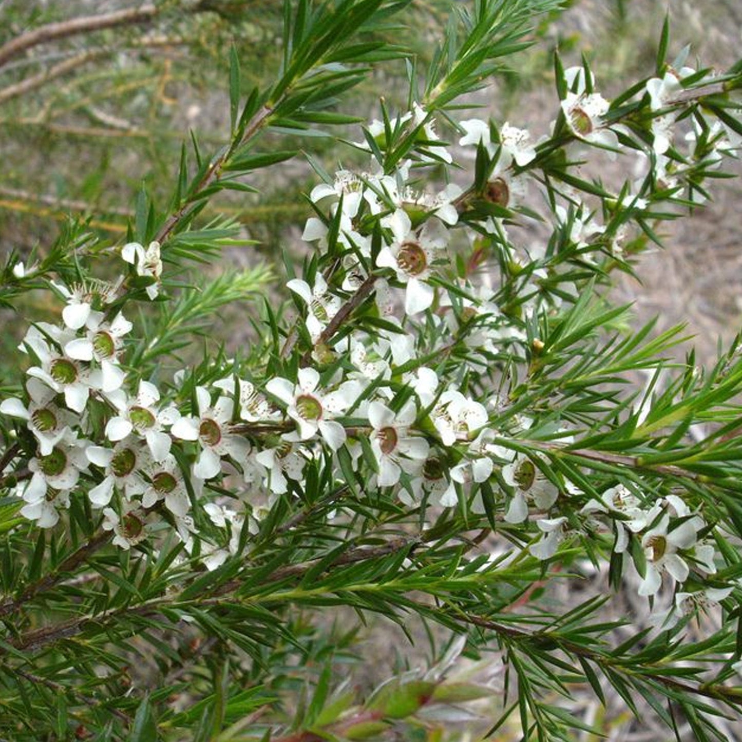 Leptospermum 'Bianco' Patio Tree