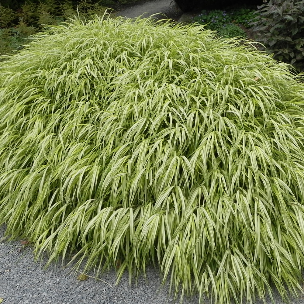Hakonechloa 'Aureola'