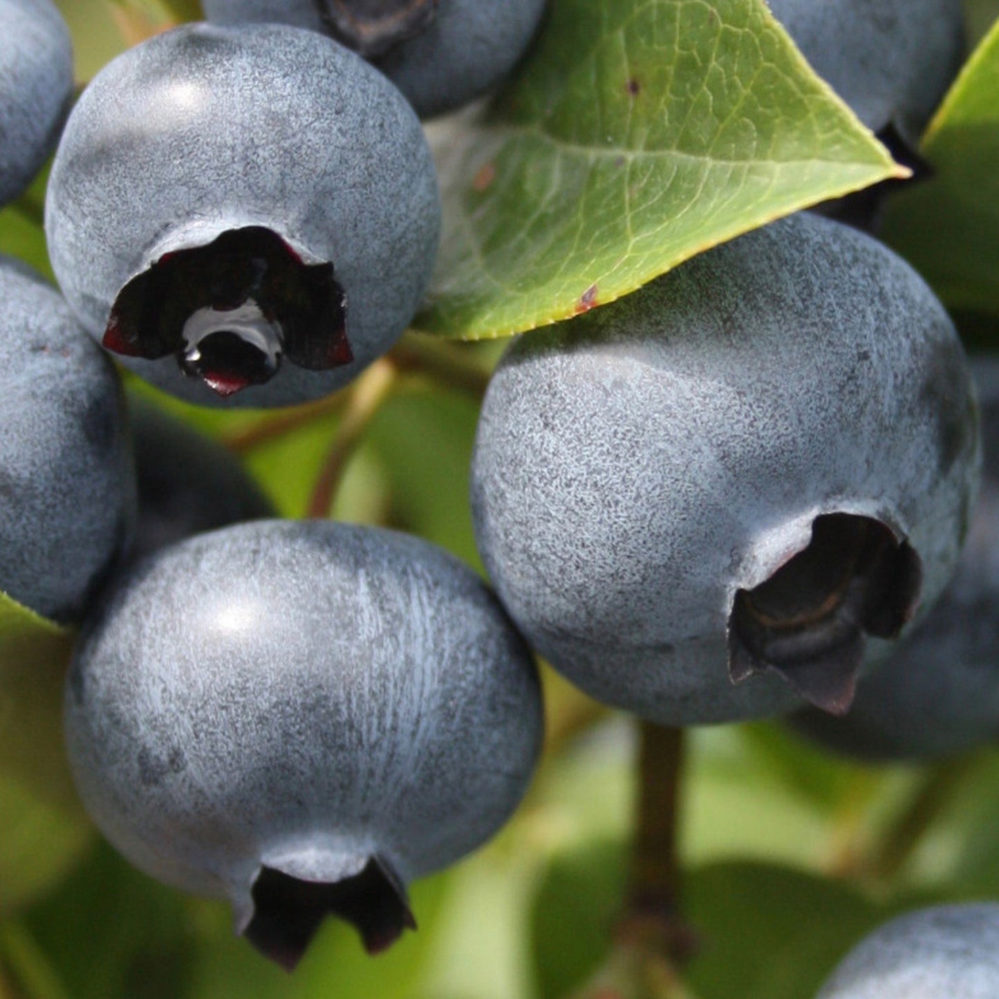 Blueberry 'Duke'