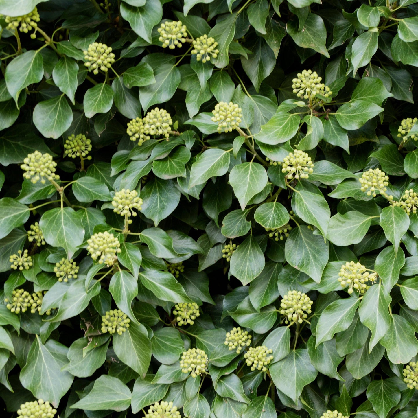 Hedera hibernica