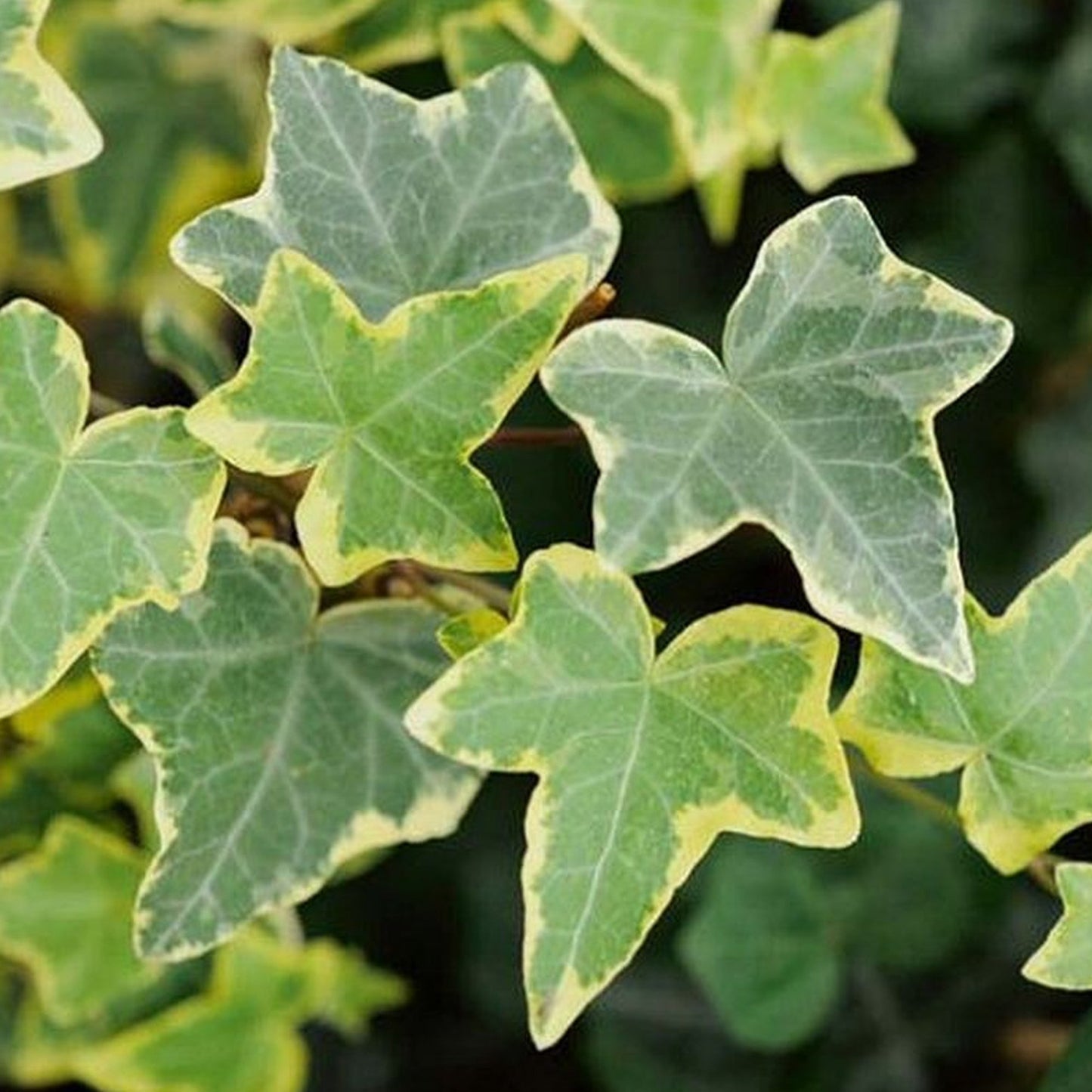 Hedera 'Goldchild'