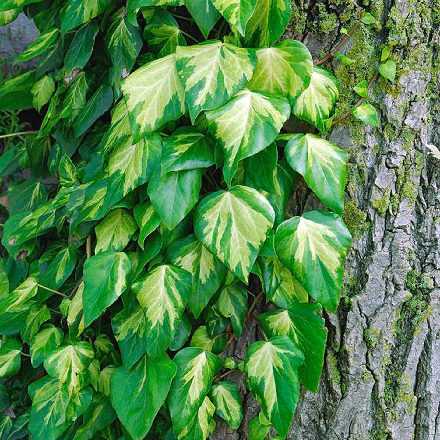 Hedera 'Sulphur Heart'