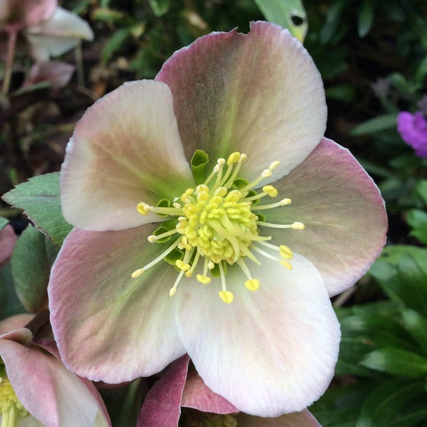 Helleborus 'Pirouette'