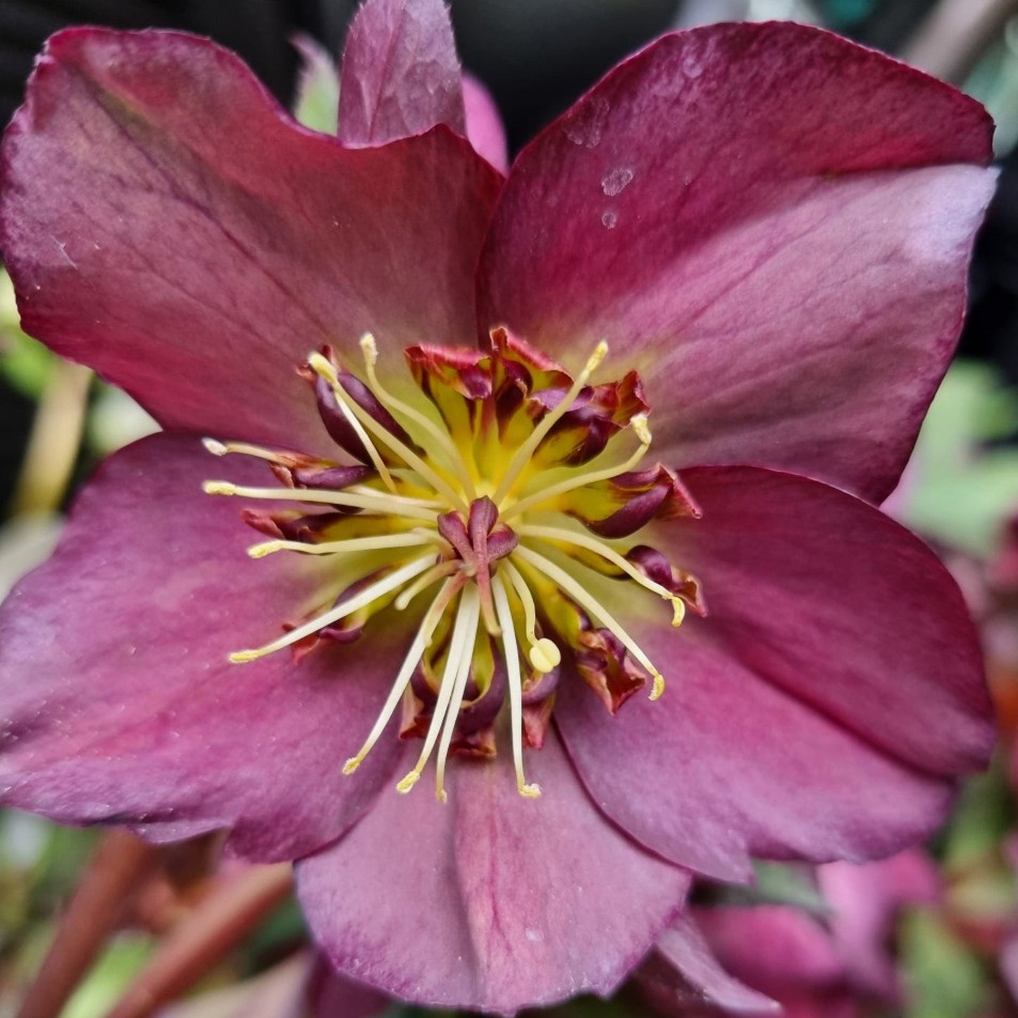 Helleborus 'Star of Passion'